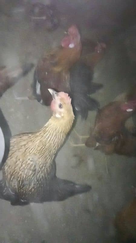 pure Desi hens for sale gar ki Pali huei 7