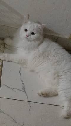 one female and 2 persian cats for sale