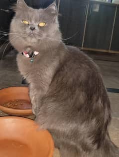 Grey Persian Male Cat | 8 Months old | Fully vaccinated