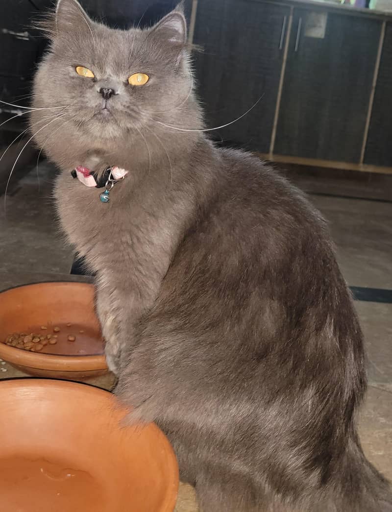 Grey Persian Male Cat | 8 Months old | Fully vaccinated 0