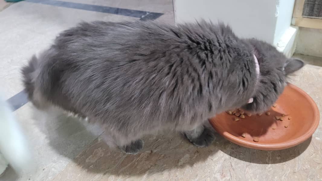 Grey Persian Male Cat | 8 Months old | Fully vaccinated 1