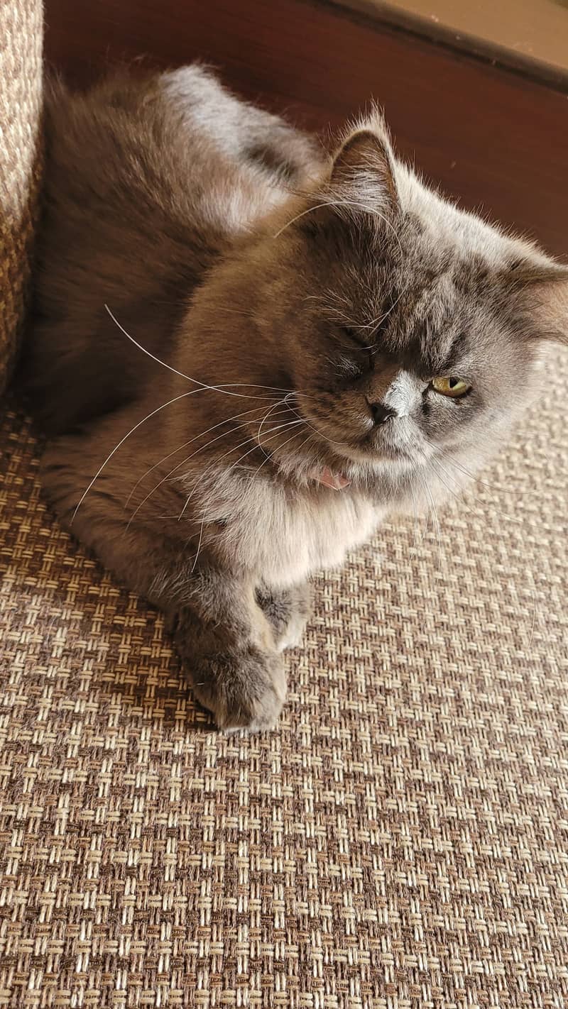 Grey Persian Male Cat | 8 Months old | Fully vaccinated 2