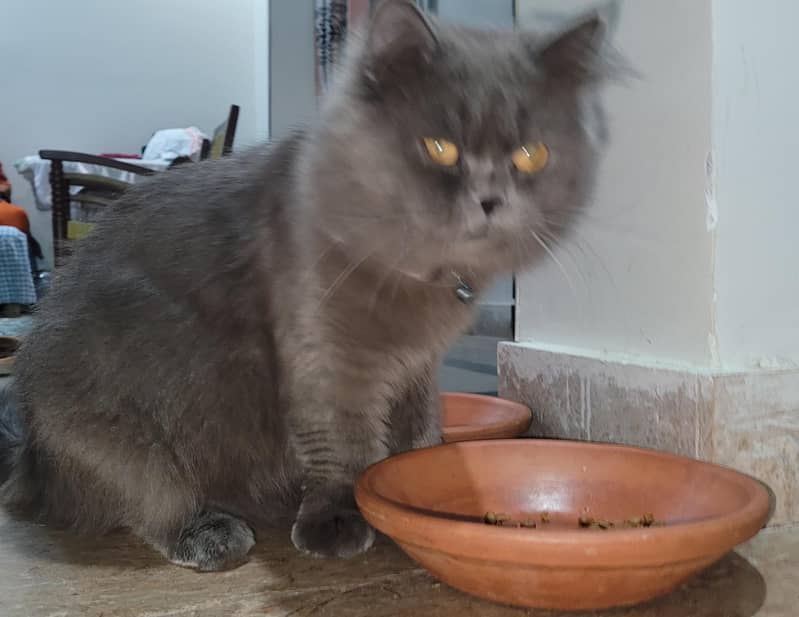 Grey Persian Male Cat | 8 Months old | Fully vaccinated 3