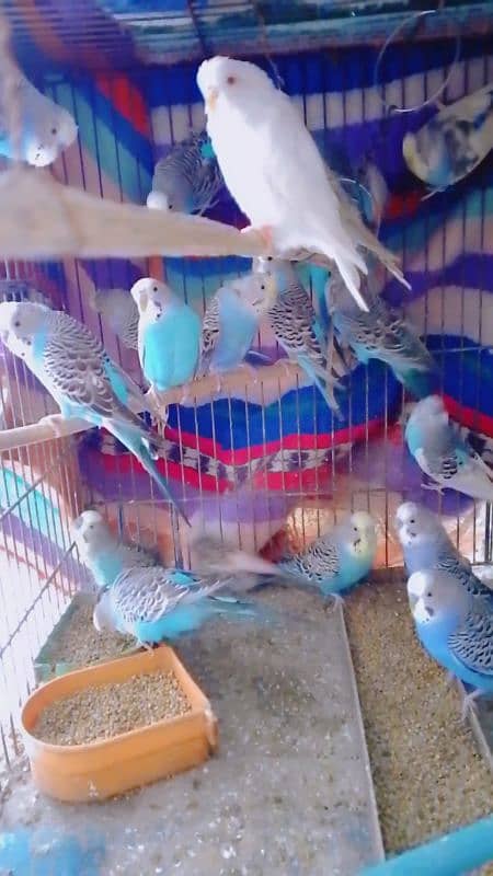 budgies 1