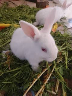 Newzelead white pure 4.5kg breed Rabbit