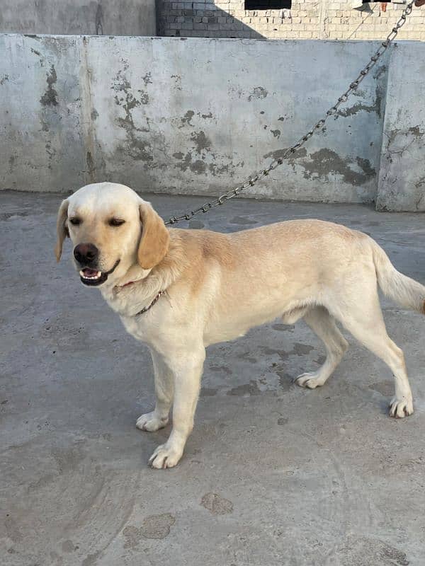 labrador male and female 7 month age available 0