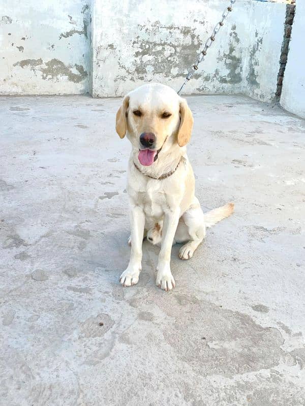 labrador male and female 7 month age available 1