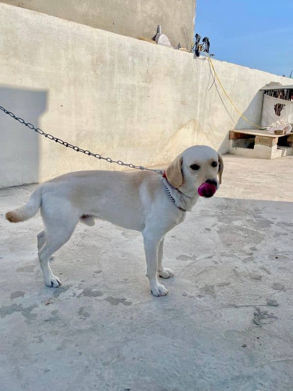 labrador male and female 7 month age available 2