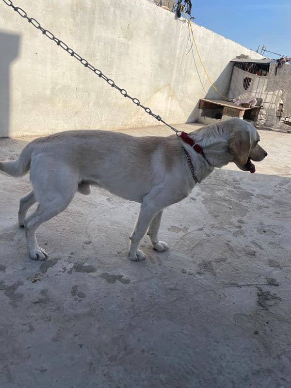 labrador male and female 7 month age available 3