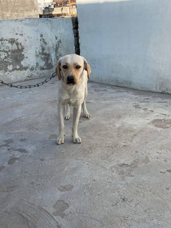 labrador male and female 7 month age available 4