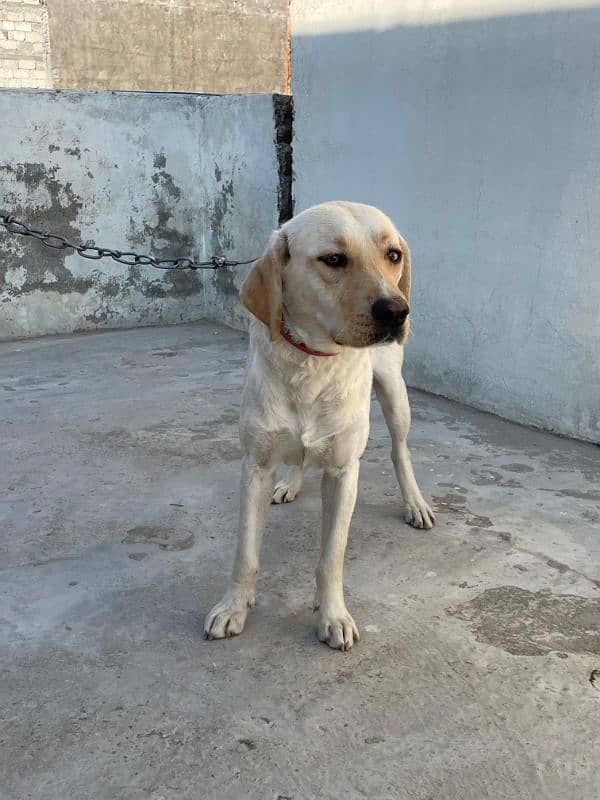 labrador male and female 7 month age available 5