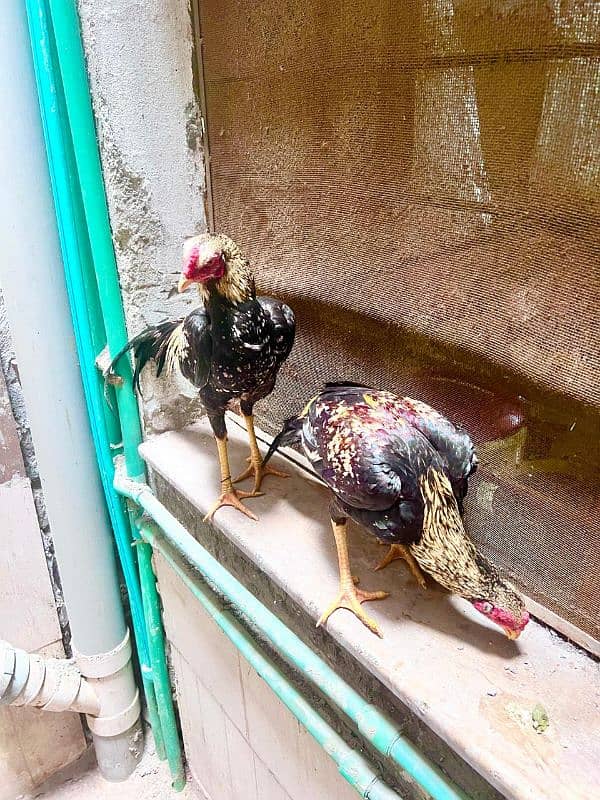 Aseel miawali hens for sale 3