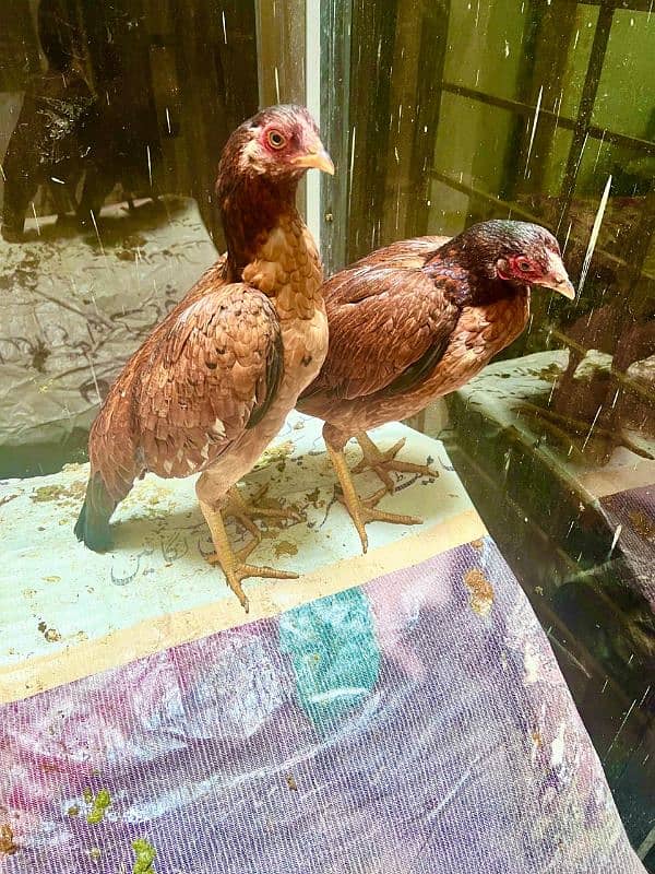 Aseel miawali hens for sale 8