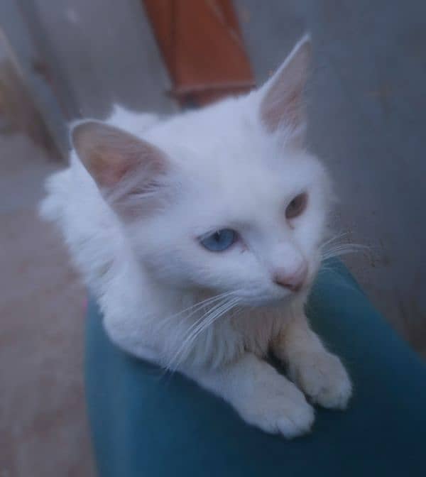 WHITE PERSIAN CAT & AGE 5 MONTH 0