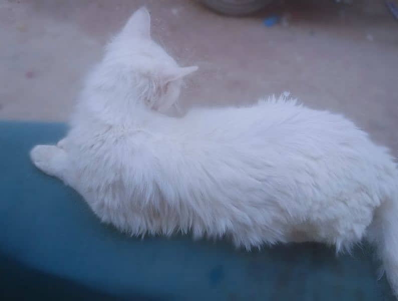 WHITE PERSIAN CAT & AGE 5 MONTH 3