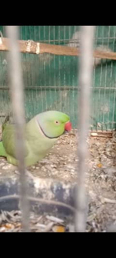 Ringneck Male for sale Talking Bird