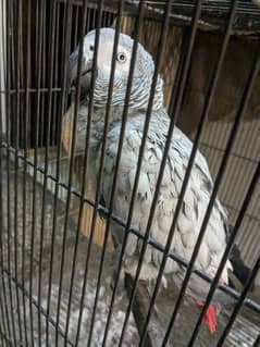 African grey | grey parrot | congo grey parrot | talking parrots