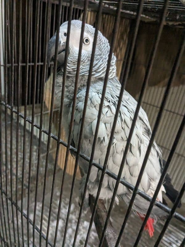 African grey | grey parrot | congo grey parrot | talking parrots 0