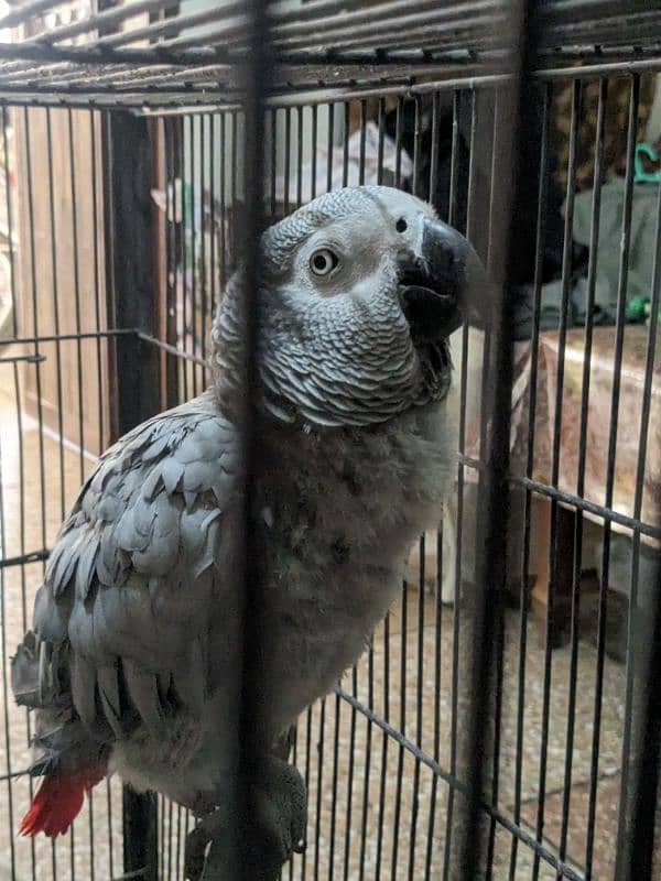 African grey | grey parrot | congo grey parrot | talking parrots 1