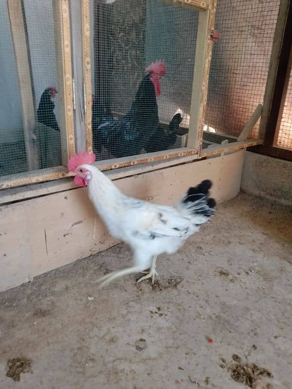 Golden misri male for sale 3