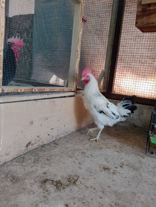 Golden misri male for sale 4