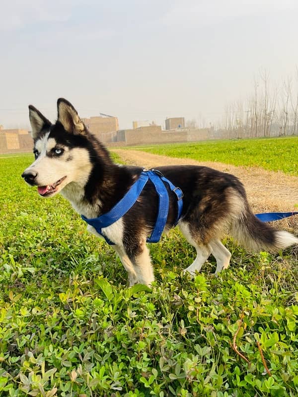 Husky short court blue eyes 4