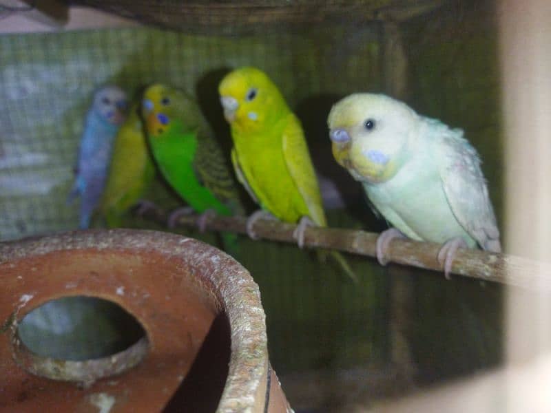 pair Australian budgies for sale 2