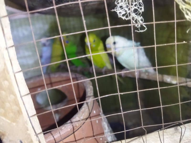 pair Australian budgies for sale 3