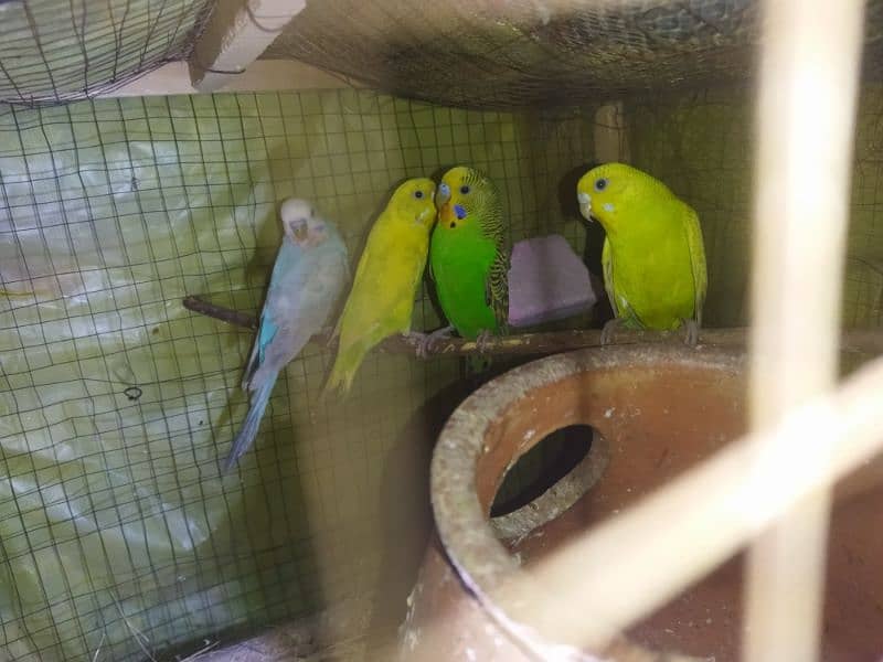 pair Australian budgies for sale 4