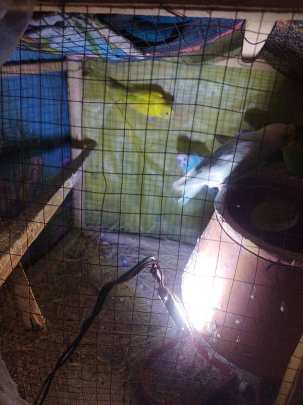 pair Australian budgies for sale 5