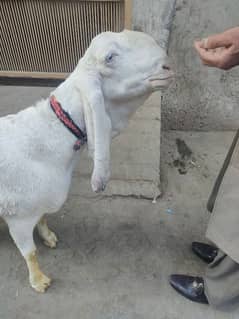 pure rajanpuri bakri 1 mahine bad sone wali ha 03444747486