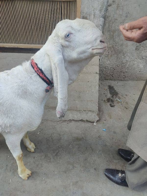 pure rajanpuri bakri 1 mahine bad sone wali ha 03444747486 0