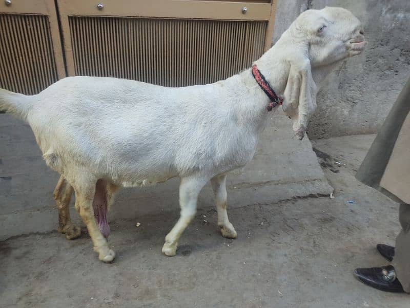 pure rajanpuri bakri 1 mahine bad sone wali ha 03444747486 1