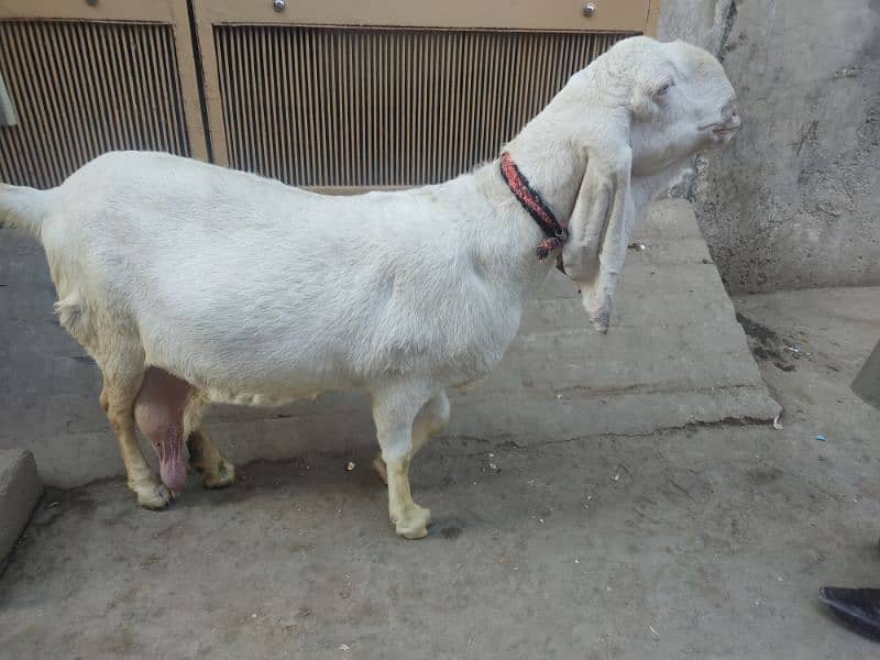 pure rajanpuri bakri 1 mahine bad sone wali ha 03444747486 2