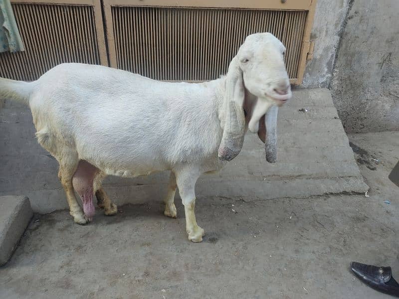 pure rajanpuri bakri 1 mahine bad sone wali ha 03444747486 3