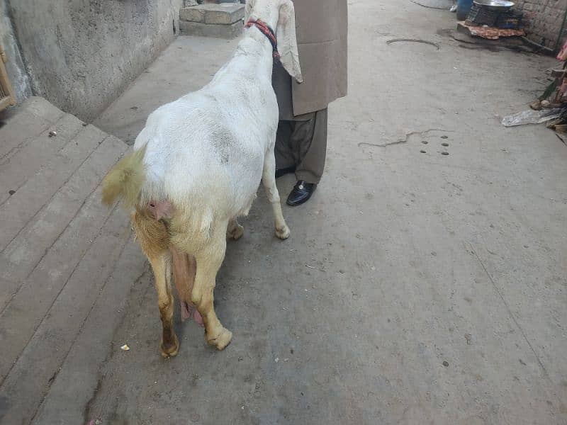 pure rajanpuri bakri 1 mahine bad sone wali ha 03444747486 4