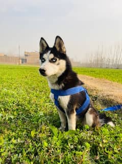 siberian Husky Blue eyes