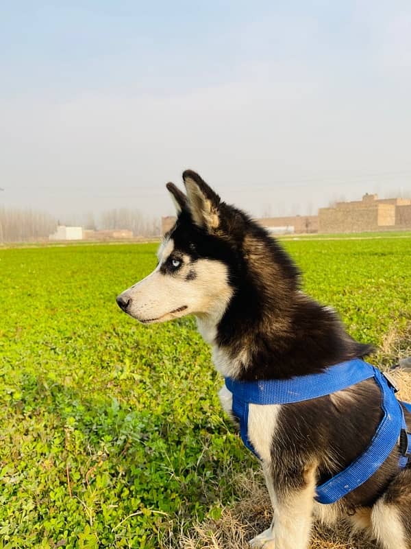 siberian Husky Blue eyes 1