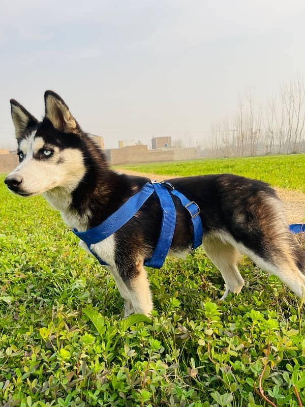 siberian Husky Blue eyes 3