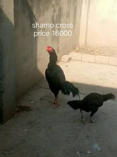 Shamo thai  aseel cross  and mainwali breeder