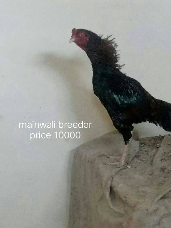 Shamo thai  aseel cross  and mainwali breeder 1