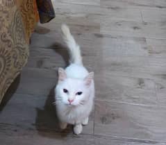 persian female cat