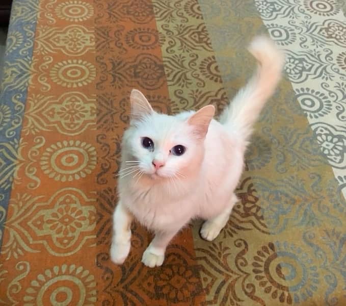 persian female cat 3