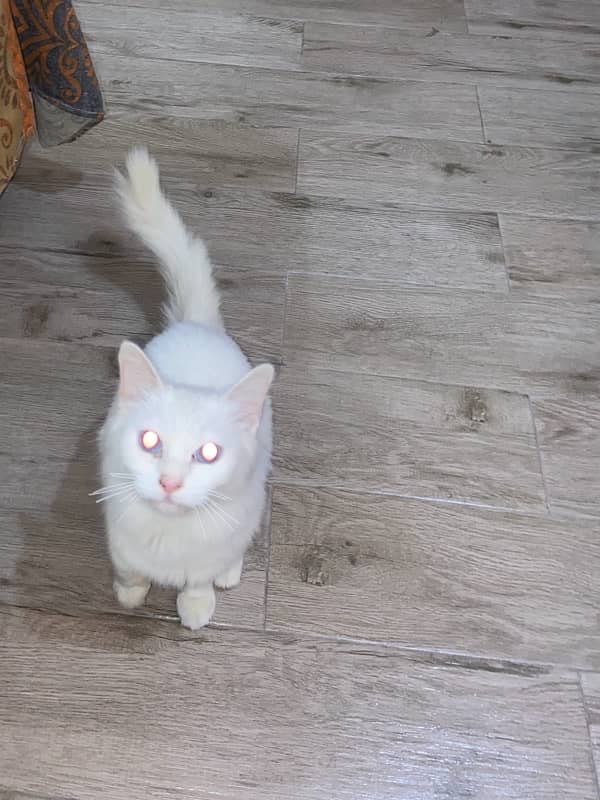 persian female cat 4