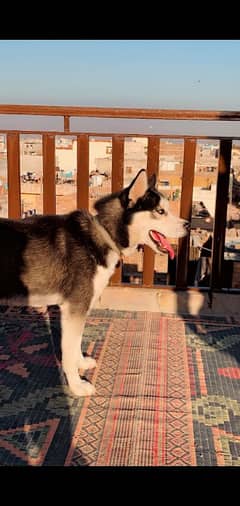 husky for sale