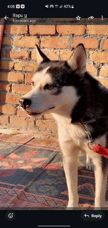 husky for sale 3