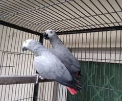 African Grey parrot for sale O3O4_O79_O4_37 my WhatsApp