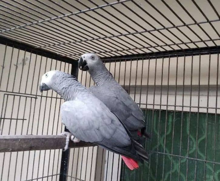 African Grey parrot for sale O3O4_O79_O4_37 my WhatsApp 0