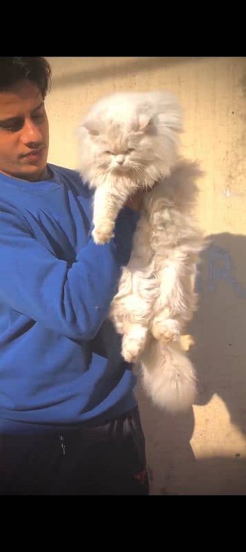 persian cat female breeder 1