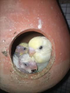 Australian Budgie Split Chicks best For Hand Tame